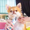 犬に『爪切り』をす…