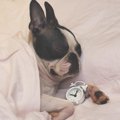 犬が眠っている時に…