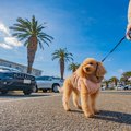 犬に苦痛を与える『…