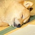 『コロッケみたい』…