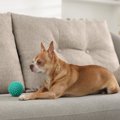 犬を守るために欠か…