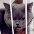 『気難しい性格な猫…
