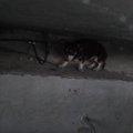すばしこい小型犬を…