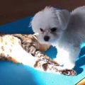 僕って猫だよね？い…