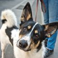 犬にとって最適な『…