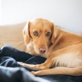 犬が歩けなくなって…