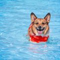 いろんな効果が！犬…