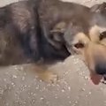 鎖につながれネグレ…