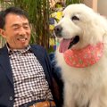 超大型犬たちが『2週…