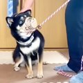 犬が『本気噛み』直…