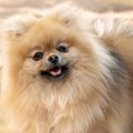 思わず共感？！犬種…