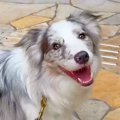 世界一賢い犬種に『…