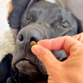 爆睡中の大型犬に『…