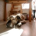 犬が『疲れている』…