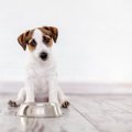 犬に絶対NGな『生で…