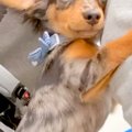 外で『大きなトラッ…