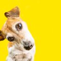 犬はどうやって他人…