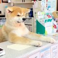 秋田犬の子犬が『動…