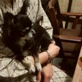 愛犬と行く客室露天…