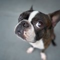 犬に言ってはいけな…