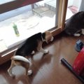 『犬VS猫』パンチさ…