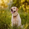成犬をしつけし直す…