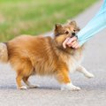 犬の噛み癖は直せる…