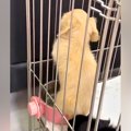 赤ちゃん犬から少し…
