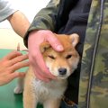 赤ちゃん犬が『初め…