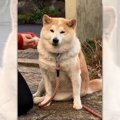 春は収穫の季節♪飼い…