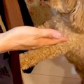 犬を飼うことに反対…