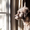 犬が不安に思ってい…