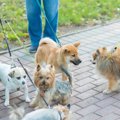苦手な犬友との付き…