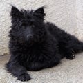 珍しい犬種3選！希少…