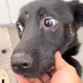 『ガリガリの犬』を…