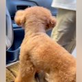 車から降りたら、犬…