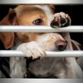 犬に寂しい思いをさ…