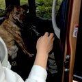 元猟犬を実家に連れ…