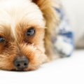 小型犬、大型犬を飼…