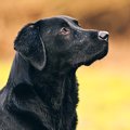 爆弾探知犬の訓練を…