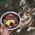 普段の犬のご飯に&qu…