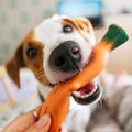 犬が飼い主に『おも…