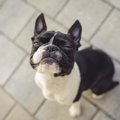 犬が口を閉じている…