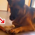 強面の大型犬が『小…
