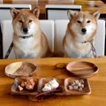 犬がのどに詰まらせ…