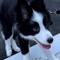 散歩デビューをした…