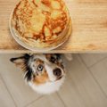 犬がテーブルの上に…