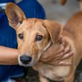 犬が『赤ちゃん返り…