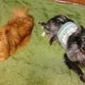 犬の多頭飼いのメリ…