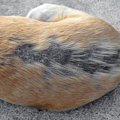 犬の毛が生えてこな…